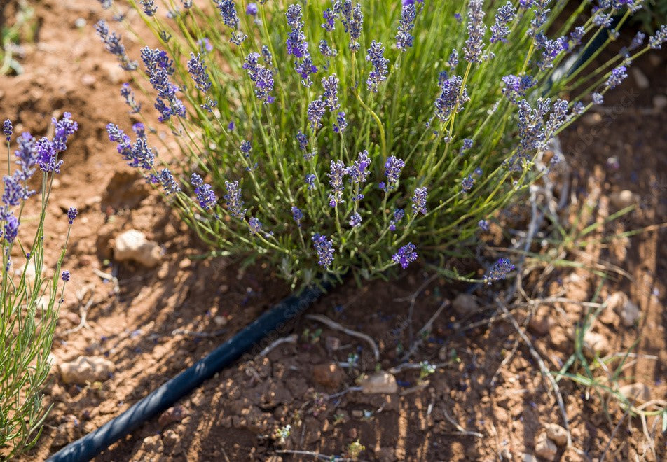 Water Conservation: Efficient Irrigation Systems at Ebony Hills Farm