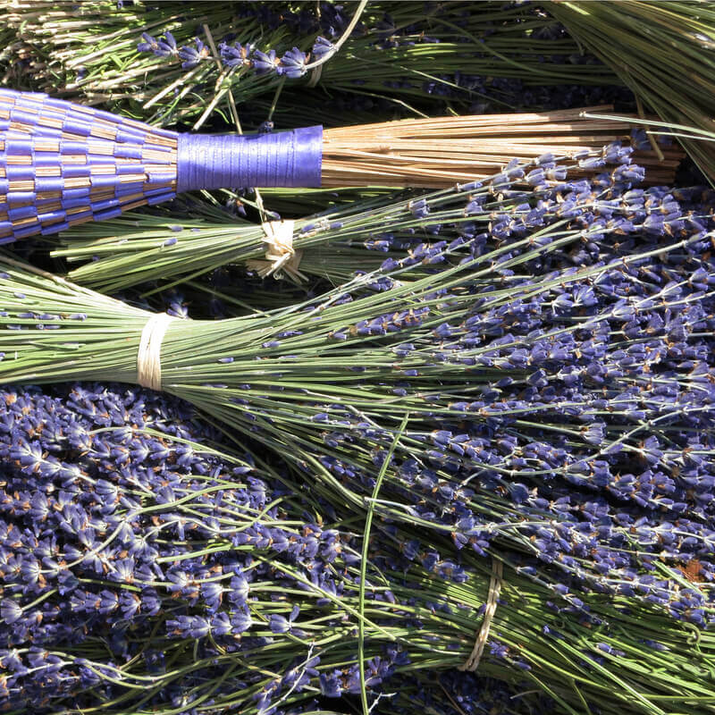 The Beauty and Benefits of Grosso Lavender: A Guide for Lavender Lovers