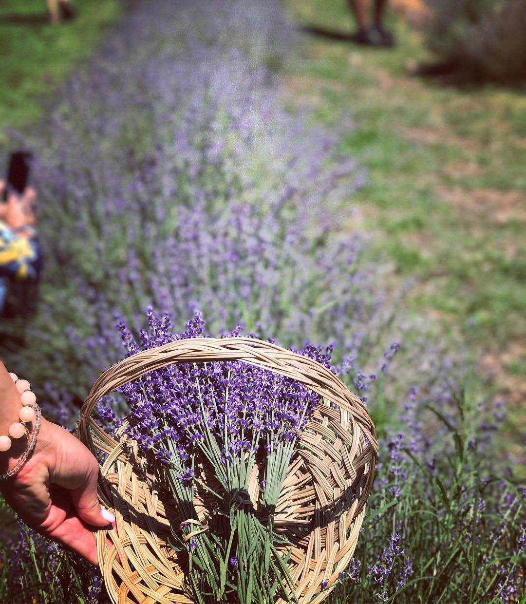 How to Prepare Your Lavender for the Growing Season