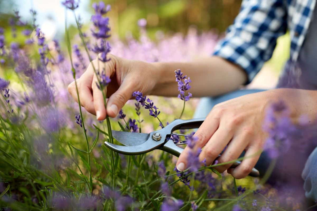 Exploring the Different Varieties of Lavender and Their Uses