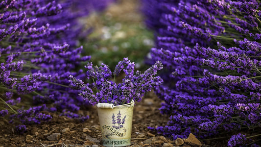 Lavender and Bucket Ebony Hills Farm