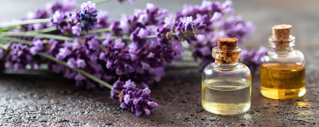 The Benefits of Lavender Essential Oil: Exploring Health and Wellness